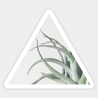 Air Plant II Sticker